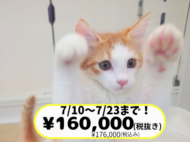 岡山県のノルウェージャンフォレストキャット (アミーゴ中庄店/2026年4月23日生まれ/男の子/レッドタビーホワイト)の子猫の1枚目の画像