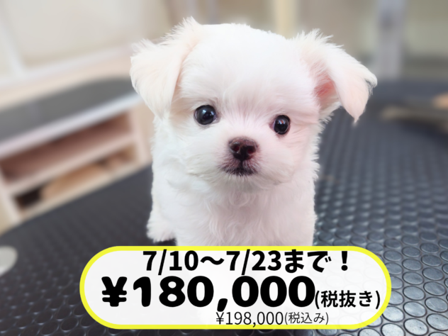 岡山県のハーフ犬・ミックス犬 (アミーゴ中庄店/2026年4月14日生まれ/男の子/クリーム)の子犬の1枚目の画像