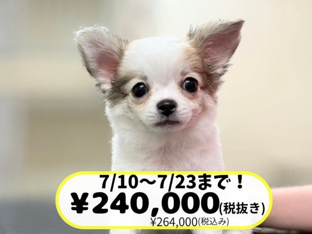 岡山県のチワワ(ロング) (アミーゴ中庄店/2026年4月13日生まれ/女の子/ホワイトレッド)の子犬の1枚目の画像