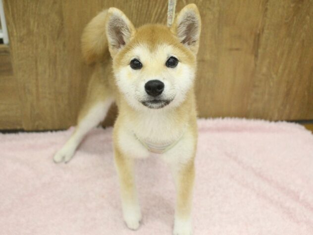 兵庫県の柴犬(標準サイズ) (ペット・プラザ アミーゴ明石魚住店/2026年3月11日生まれ/女の子/赤)の子犬の1枚目の画像