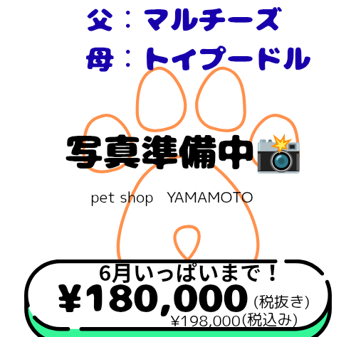 岡山県のハーフ犬・ミックス犬 (アミーゴ中庄店/2026年4月12日生まれ/男の子/クリーム)の子犬