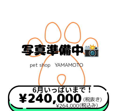 岡山県のチワワ(ロング) (アミーゴ中庄店/2026年4月13日生まれ/女の子/ホワイトレッド)の子犬