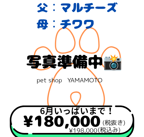 岡山県のハーフ犬・ミックス犬 (アミーゴ中庄店/2026年4月14日生まれ/男の子/クリーム)の子犬