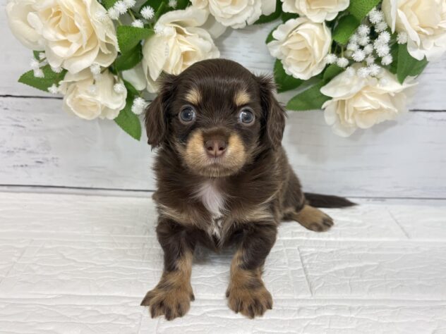 福島県のハーフ犬・ミックス犬 (アミーゴ郡山南店/2026年3月30日生まれ/女の子/チョコレートタン)の子犬
