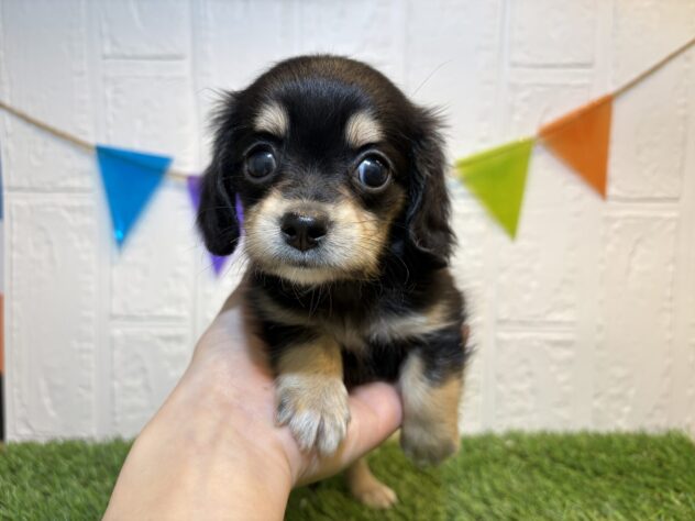 福島県のハーフ犬・ミックス犬 (アミーゴ郡山南店/2026年4月20日生まれ/女の子/ブラックイエロー)の子犬