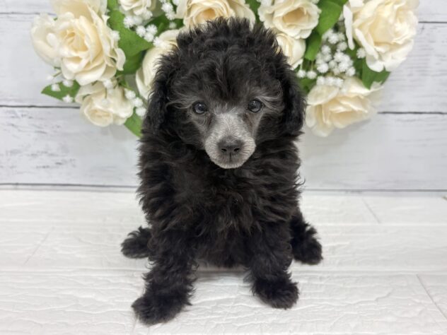 福島県のトイプードル(トイ) (アミーゴ郡山南店/2026年4月1日生まれ/女の子/グレー)の子犬