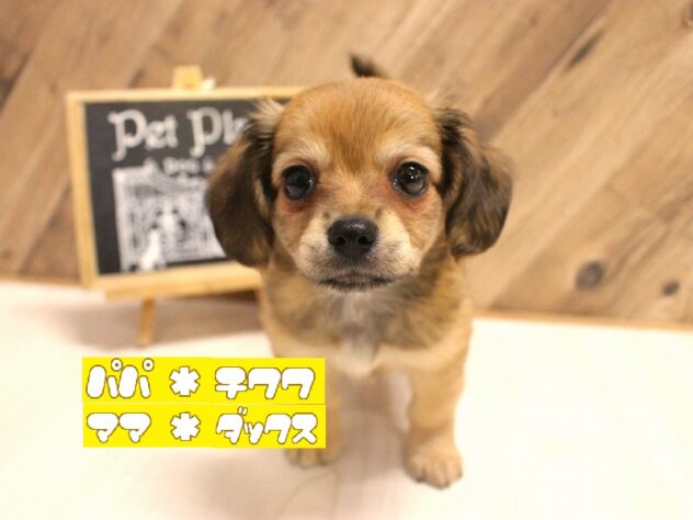 兵庫県のチワックス(チワワ×ダックス) (ペット・プラザ アミーゴつかしん店/2026年4月23日生まれ/女の子/レッド)の子犬の1枚目の画像