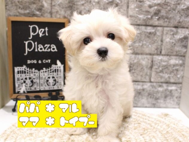 大阪府のマルプー(マルチーズ×プードル) (ペット・プラザ アミーゴ箕面店/2026年4月23日生まれ/男の子/クリーム)の子犬の1枚目の画像