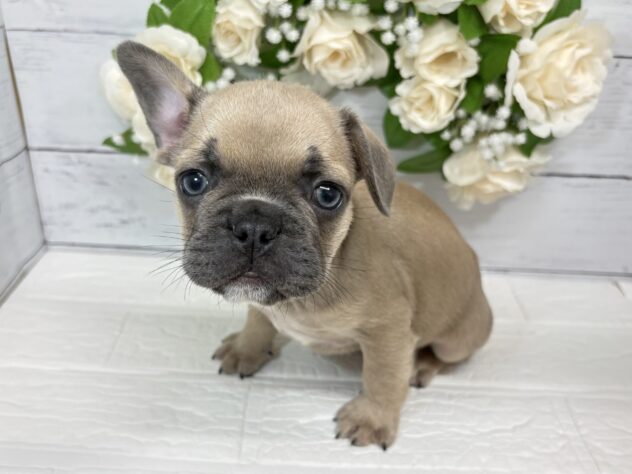 福島県のフレンチブルドッグ (アミーゴ郡山南店/2026年4月27日生まれ/男の子/フォーン)の子犬