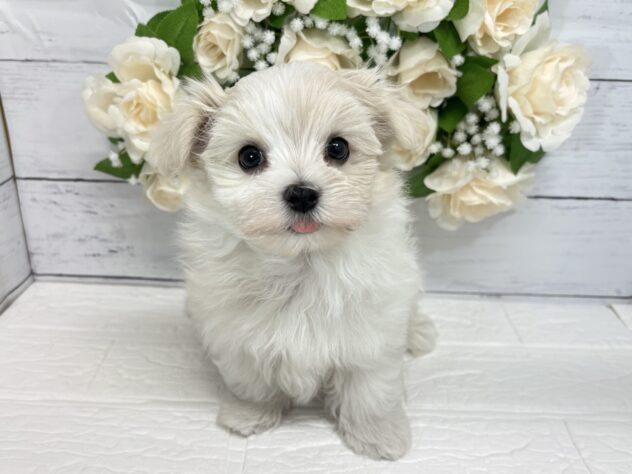 福島県のマルチーズ (アミーゴ郡山南店/2026年3月30日生まれ/男の子/ホワイト)の子犬