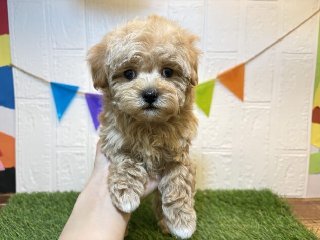 福島県のハーフ犬・ミックス犬 (アミーゴ郡山南店/2026年4月20日生まれ/男の子/アプリコット)の子犬