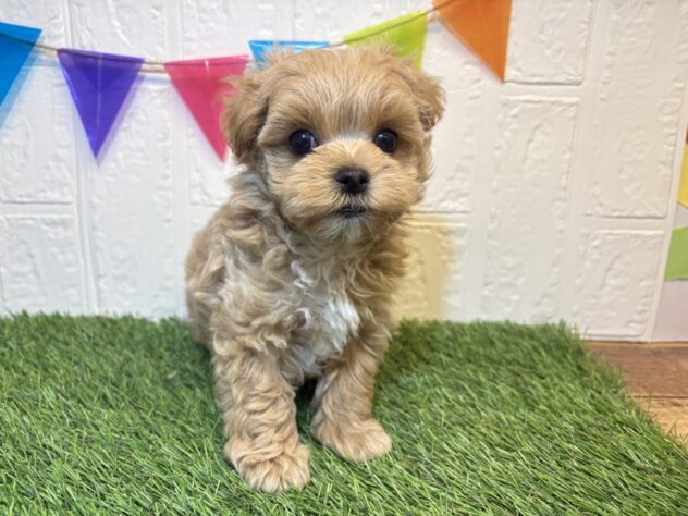 福島県のハーフ犬・ミックス犬 (アミーゴ郡山南店/2026年4月26日生まれ/男の子/アプリコット)の子犬