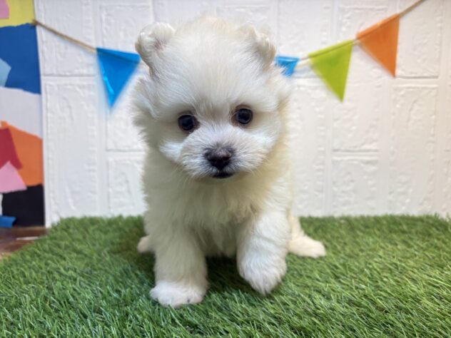 福島県のハーフ犬・ミックス犬 (アミーゴ郡山南店/2026年4月28日生まれ/女の子/クリーム)の子犬