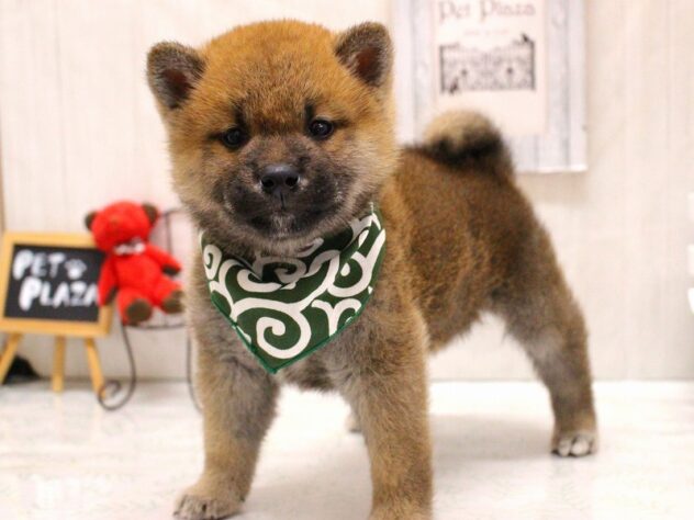 兵庫県の柴犬(標準サイズ) (ペット・プラザ アミーゴ加古川店/2026年4月19日生まれ/男の子/赤)の子犬の1枚目の画像