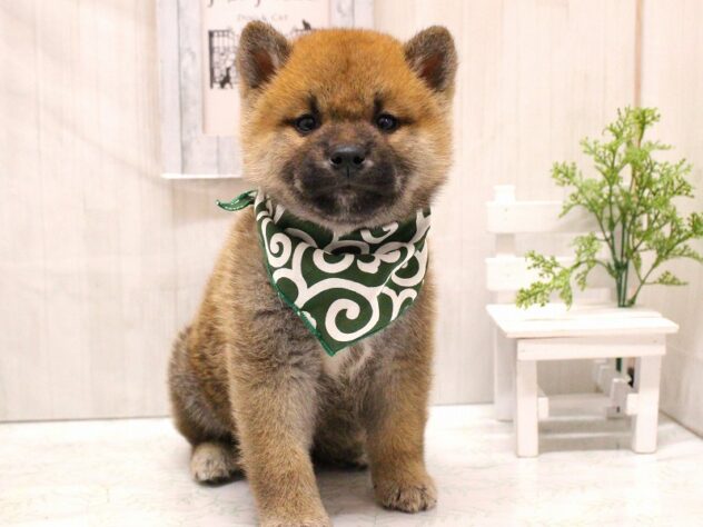 兵庫県の柴犬(標準サイズ) (ペット・プラザ アミーゴ加古川店/2026年4月19日生まれ/男の子/赤)の子犬の2枚目の画像