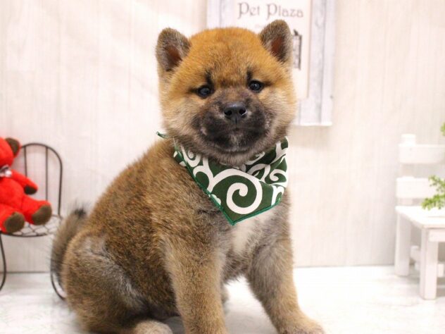 兵庫県の柴犬(標準サイズ) (ペット・プラザ アミーゴ加古川店/2026年4月19日生まれ/男の子/赤)の子犬の3枚目の画像