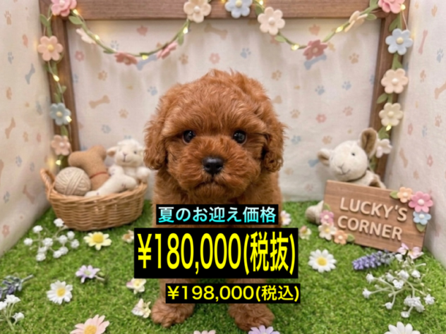 岡山県のトイプードル(トイ) (アミーゴ倉敷店/2026年4月20日生まれ/男の子/レッドフォーン)の子犬