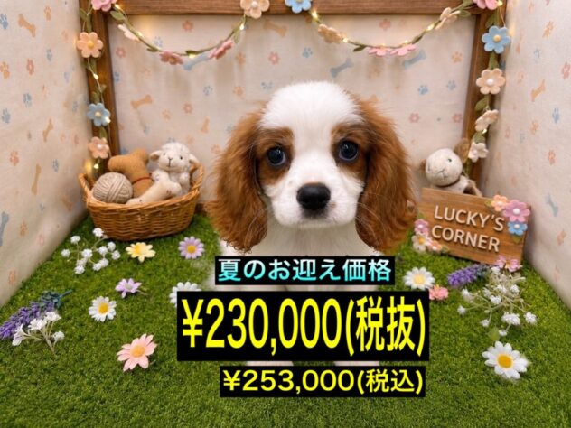 岡山県のキャバリアキングチャールズスパニエル (アミーゴ倉敷店/2026年5月4日生まれ/男の子/ブレンハイム)の子犬