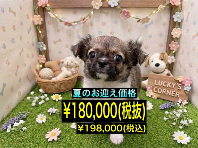 岡山県のチワワ(ロング) (アミーゴ倉敷店/2026年3月30日生まれ/女の子/フォーンホワイト)の子犬