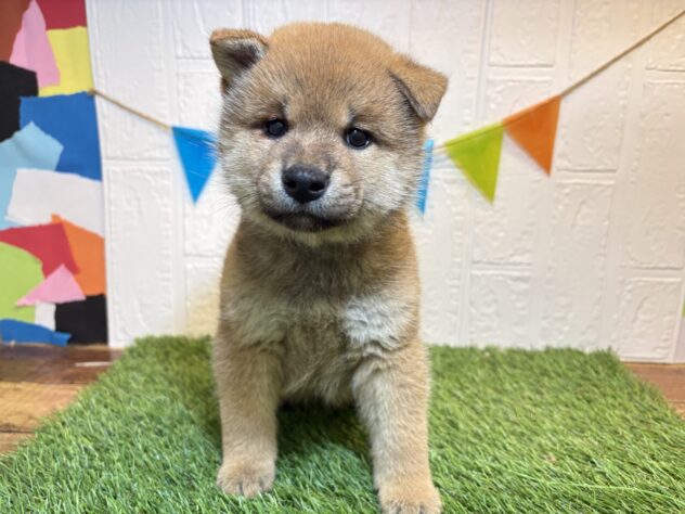 福島県の柴犬(標準サイズ) (アミーゴ郡山南店/2026年3月30日生まれ/男の子/赤)の子犬