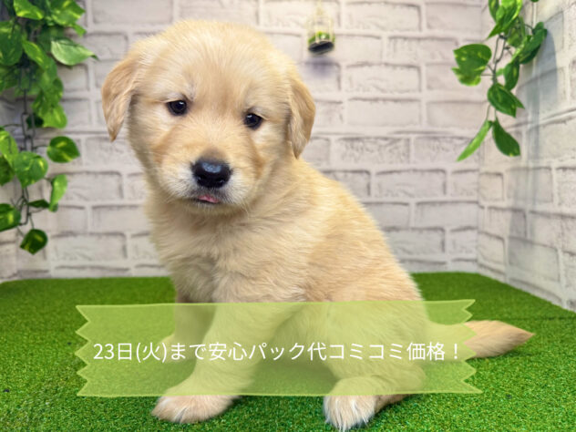 岡山県のゴールデンレトリバー (アミーゴ妹尾店/2026年2月12日生まれ/女の子/ゴールデン)の子犬の1枚目の画像