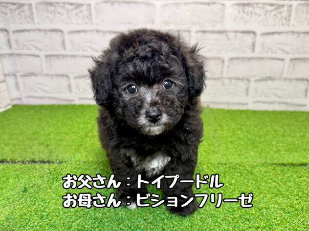 岡山県のハーフ犬・ミックス犬 (アミーゴ妹尾店/2026年4月30日生まれ/女の子/グレー)の子犬
