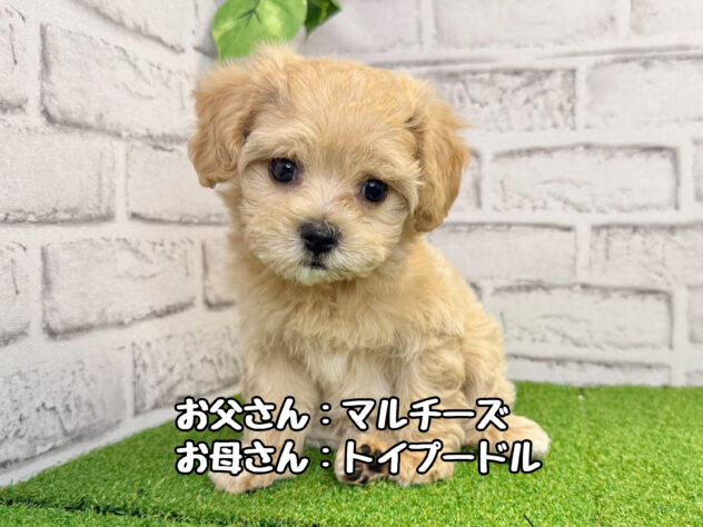 岡山県のハーフ犬・ミックス犬 (アミーゴ妹尾店/2026年4月8日生まれ/女の子/クリーム)の子犬