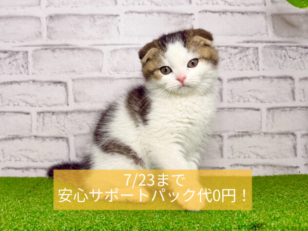 岡山県のスコティッシュフォールド (アミーゴ妹尾店/2026年1月6日生まれ/男の子/ブラウンタビーホワイト)の子猫の1枚目の画像
