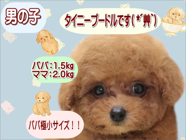 大阪府のトイプードル(トイ) (アミーゴ鳳店/2026年4月8日生まれ/男の子/レッドフォーン)の子犬の1枚目の画像