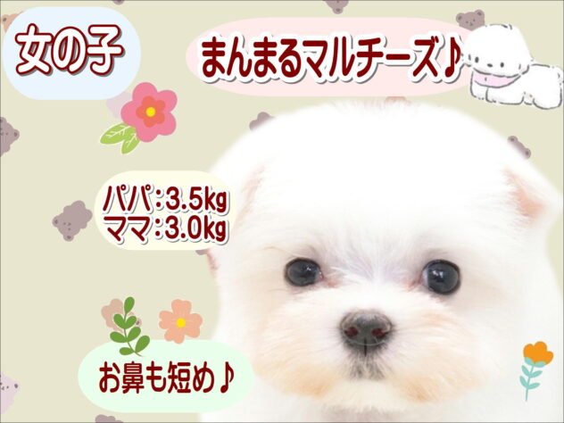 大阪府のマルチーズ (アミーゴ鳳店/2026年5月16日生まれ/女の子/ホワイト)の子犬の1枚目の画像