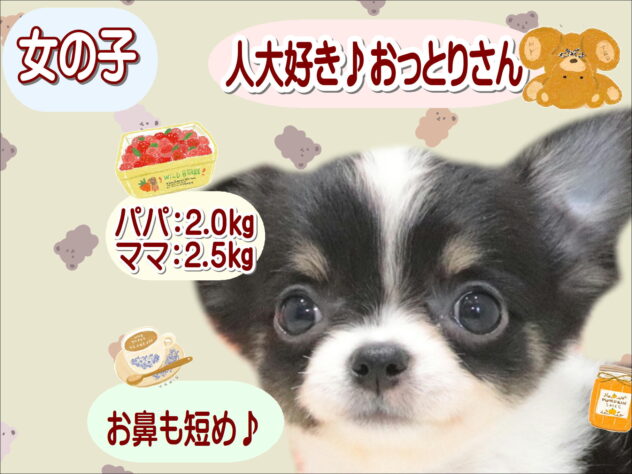 大阪府のチワワ(ロング) (アミーゴ鳳店/2026年5月18日生まれ/女の子/ブラックタンホワイト)の子犬の1枚目の画像