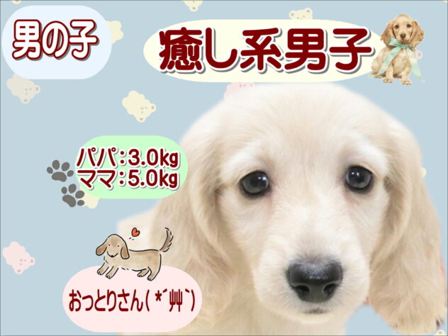 大阪府のミニチュアダックスフンド(ロング) (アミーゴ鳳店/2026年5月12日生まれ/男の子/イエロー)の子犬