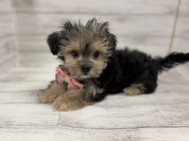 福島県のハーフ犬・ミックス犬 (アミーゴ小名浜店/2026年5月4日生まれ/女の子/スチールブルー)の子犬