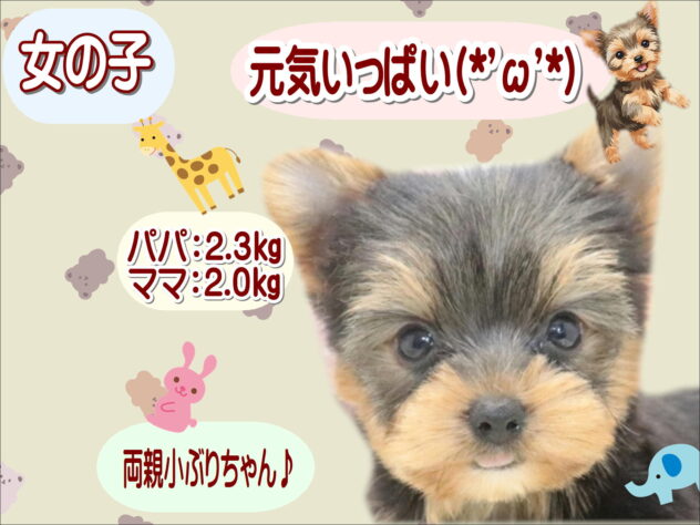 大阪府のヨークシャーテリア (アミーゴ鳳店/2026年5月19日生まれ/女の子/スチールブルータン)の子犬の1枚目の画像