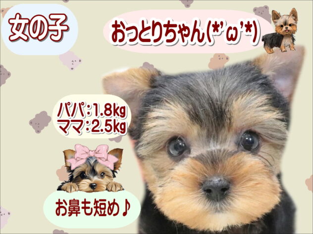 大阪府のヨークシャーテリア (アミーゴ鳳店/2026年5月14日生まれ/女の子/スチールブルータン)の子犬