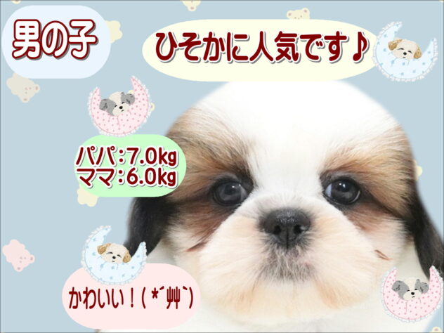 大阪府のシーズー (アミーゴ鳳店/2026年5月13日生まれ/男の子/ホワイトゴールド)の子犬の1枚目の画像