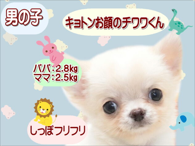 大阪府のチワワ(ロング) (アミーゴ鳳店/2026年5月21日生まれ/男の子/クリームホワイト)の子犬の1枚目の画像