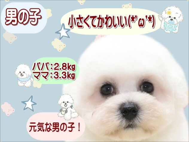 大阪府のビションフリーゼ (アミーゴ鳳店/2026年5月10日生まれ/男の子/ホワイト)の子犬