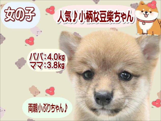 大阪府の豆柴 (アミーゴ鳳店/2026年5月17日生まれ/女の子/赤)の子犬の1枚目の画像