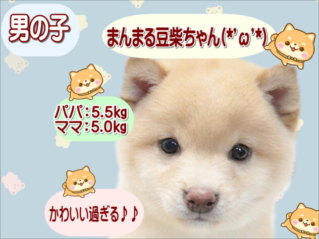 大阪府の豆柴 (アミーゴ鳳店/2026年5月22日生まれ/男の子/淡赤)の子犬の1枚目の画像