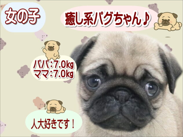 大阪府のパグ (アミーゴ鳳店/2026年5月26日生まれ/女の子/フォーン)の子犬の1枚目の画像