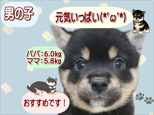 大阪府の豆柴 (アミーゴ鳳店/2026年5月14日生まれ/男の子/黒)の子犬