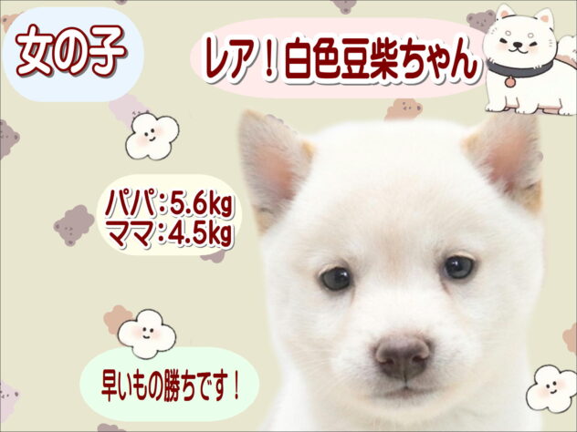 大阪府の豆柴 (アミーゴ鳳店/2026年5月17日生まれ/女の子/白)の子犬の1枚目の画像