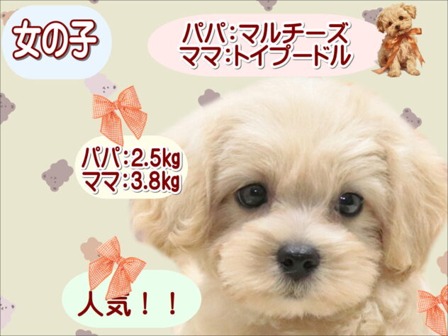 大阪府のハーフ犬・ミックス犬 (アミーゴ鳳店/2026年5月5日生まれ/女の子/クリーム)の子犬の1枚目の画像