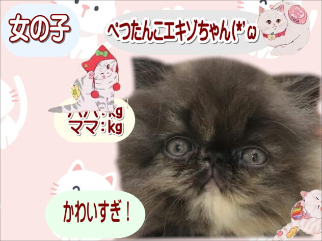 大阪府のエキゾチック (アミーゴ鳳店/2026年5月30日生まれ/女の子/トーティーシェル)の子猫の1枚目の画像