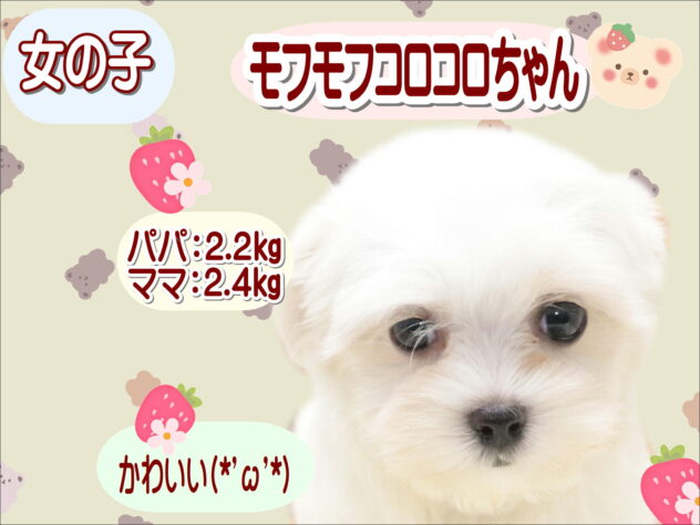 大阪府のマルチーズ (アミーゴ鳳店/2026年5月6日生まれ/女の子/ホワイト)の子犬の1枚目の画像