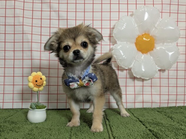 山形県のハーフ犬・ミックス犬 (アミーゴ酒田店/2026年4月26日生まれ/男の子/フォーン)の子犬の1枚目の画像