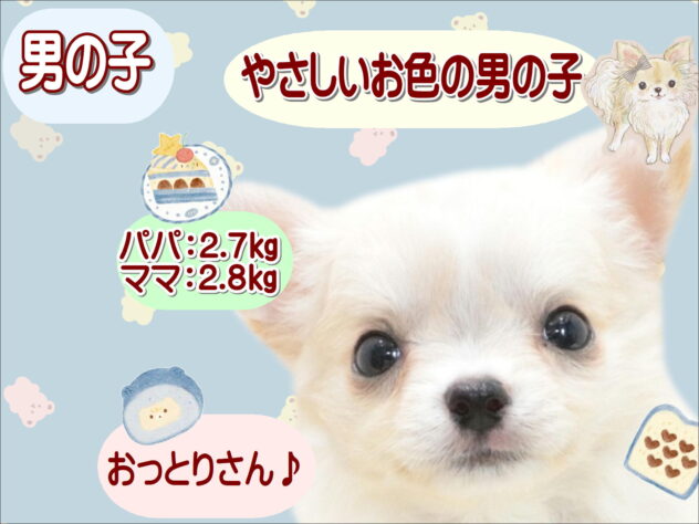 大阪府のチワワ(ロング) (アミーゴ鳳店/2026年5月18日生まれ/男の子/クリームホワイト)の子犬の1枚目の画像