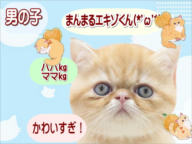 大阪府のエキゾチック (アミーゴ鳳店/2026年5月30日生まれ/男の子/レッドタビー)の子猫の1枚目の画像
