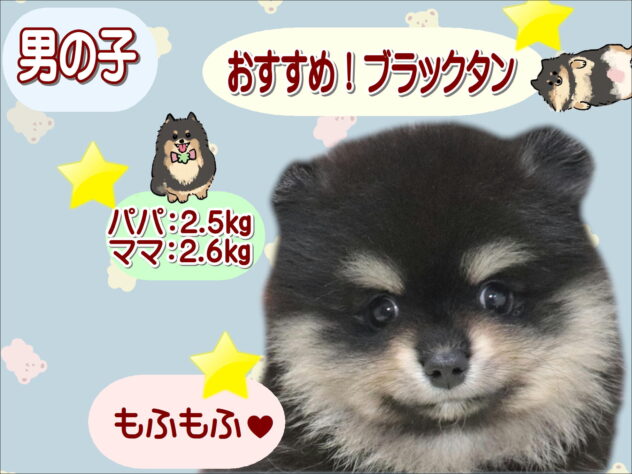 大阪府のポメラニアン (アミーゴ鳳店/2026年5月7日生まれ/男の子/ブラックタン)の子犬の1枚目の画像